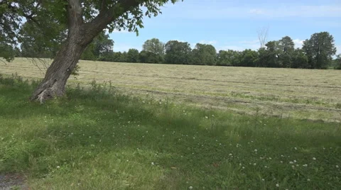 Tracking shot of a hay field Stock Footage 61562726