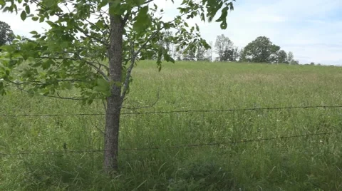 Tracking shot of a hay field Stock Footage 61562727