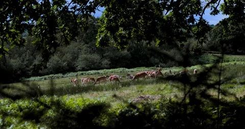 Tracking shot herd fallow deer in field in new forest Stock Footage 115652117