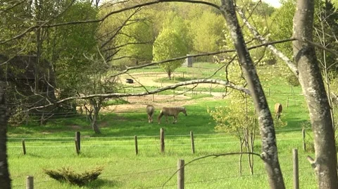 Tracking shot of horses through trees Stock Footage 7762931