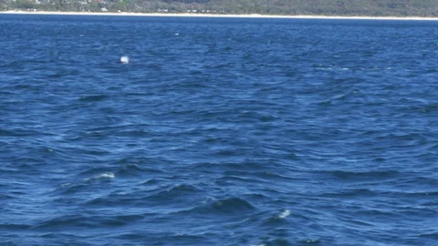 Tracking shot of humpback and calf surfacing at merimbula Stock Footage 71330217