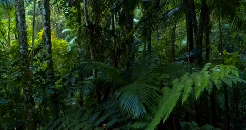 Tracking shot from inside the Atlantic Forest in Brazil Stock Footage 132751066