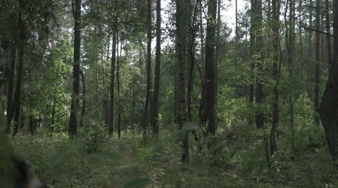 Tracking shot inside the green forest. FOR COLOUR GRADING Video stock 63652281