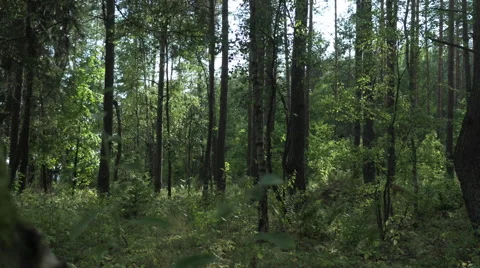 Tracking shot inside the green forest Video stock 63652733