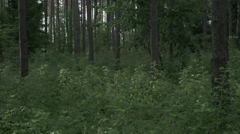 Tracking shot inside the green lush forest. FOR COLOUR GRADING. Video stock 63653297