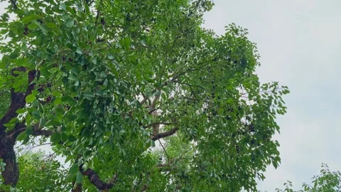 Tracking Shot of Jamun Tree Canopy Loaded with Ripe Purple Fruits Stock Footage 339798770