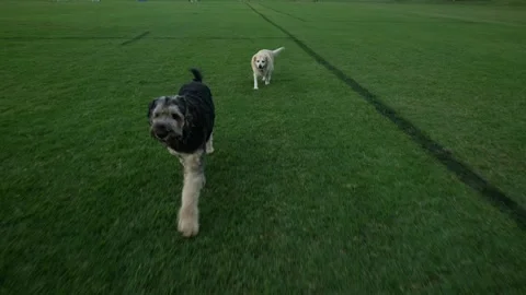 Tracking shot Labrador and Black Russian Terrier running 6K Stock Footage 307976159