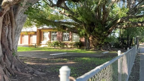 Tracking Shot of Large Banyan Trees and Historic School Building Stock Footage 339276204