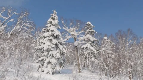 Tracking shot of large fir tree covered in heavy snow on a mountain in winter Stock Footage 245038966
