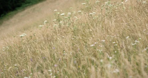 Tracking Shot Large Meadow With Flowers Stock Footage 112305388