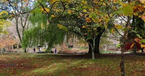 Tracking shot of large willow tree near a lake in autumn Stock Footage 90105062
