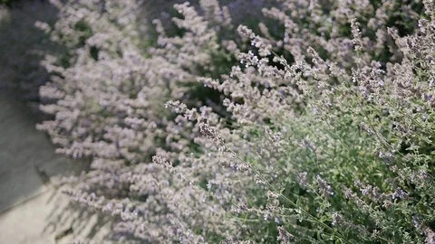 Tracking shot of Lavender during summer in U.K countryside. Stock-Footage 107784332