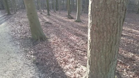 Tracking shot of a leafy forest floor on a sunny winter day Stock Footage 169108145