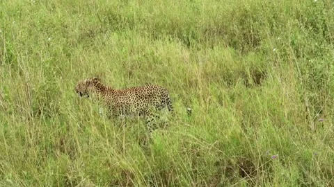 Tracking shot of a leopard cub running around in the long grass with its Stock Footage 225837861