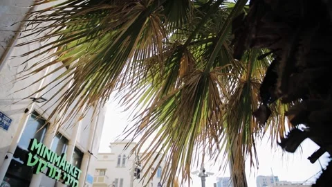 A tracking shot of light moving through the branches of palm tree. Mini market Stock Footage 170611751