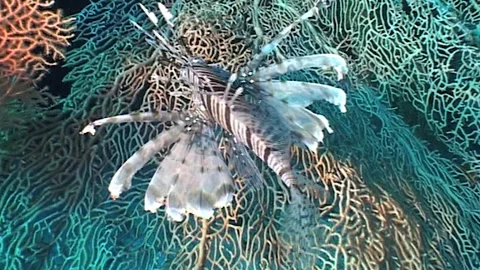 Tracking Shot Of Lionfish Stock Footage 286792089