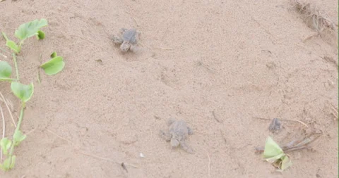 Tracking shot of loggerhead turtle hatchlings approaching in the dunes Video stock 314770122