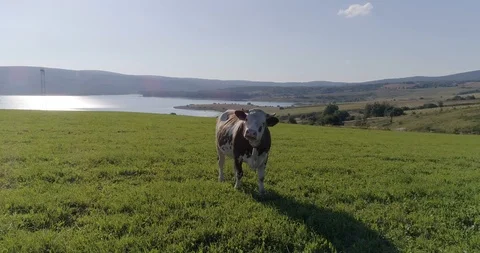 Tracking shot of a lone cow looking at the camera on a meadow Stock Footage 113044271