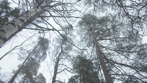 Tracking shot looking up at and tilting down through pine trees Stock Footage 146288105