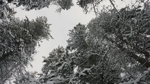 Tracking Shot Looking Up and Trees then Tilt Down to the Forest 4K Stock Footage 263289817