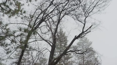 Tracking shot looking up at forest, branches and pine tree tops on misty morning Stock Footage 221720794