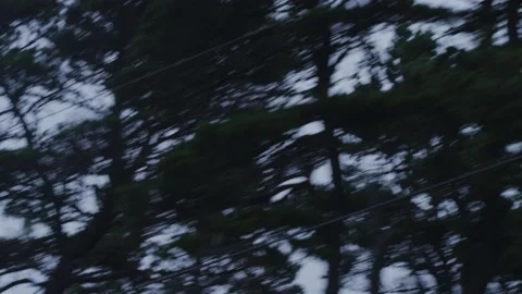 Tracking shot looking up at tree tops and power lines against foggy white sky Stock Footage 220312749