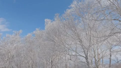 Tracking shot low angle view bright white frosty trees in winter woodland Stock Footage 246108999