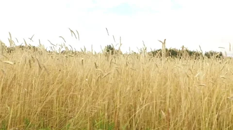 Tracking shot a low flight over a field of grain Video stock 63633380