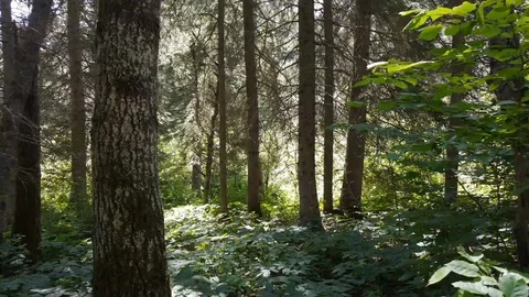 Tracking shot of a lush forest in Duck Mountain Provincial Park Stock Footage 105725843