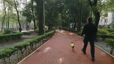 Tracking shot of a man walking his dog in the morning at parque Mexico Stock Footage 341901550