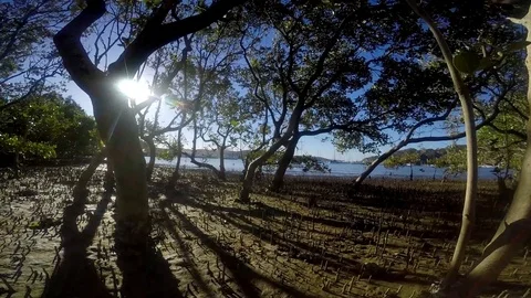 Tracking shot of mangrove trees in the late afternoon. Video stock 89592993