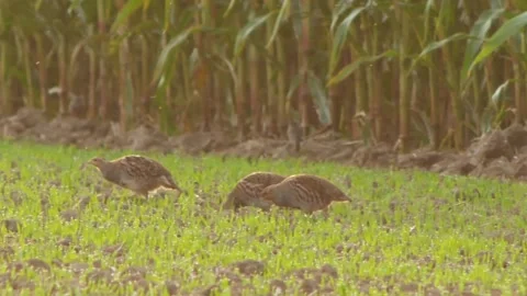 A tracking shot of many partridges searching for food on a field Stock Footage 182487572