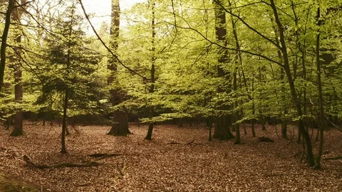 Tracking Shot in the Middle of Forest Towards Large Tree with Dry Leaves Stock Footage 115447429