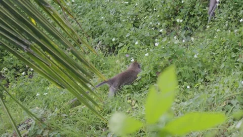 Tracking shot of monkeys jumping and climbing through dense foliage in thailand Stock Footage 303881381