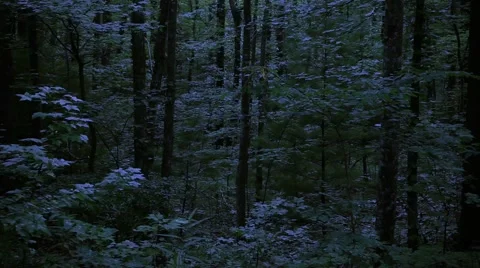 Tracking shot of moonlit forest with sounds of cicada. Vidéo 68587634