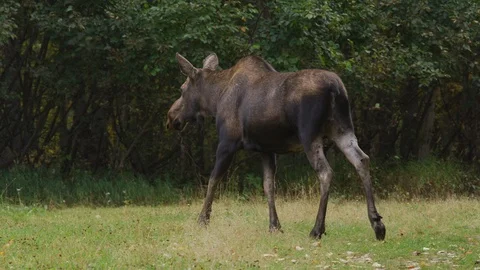 Tracking shot of moose walking in field / Palmer, Alaska, United States Stock Footage