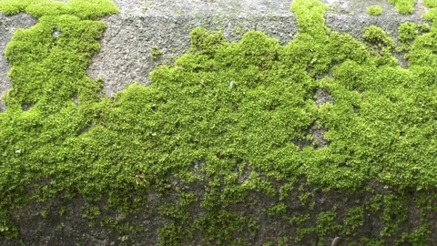 Tracking shot Moss texture in temple. Video stock 79781088