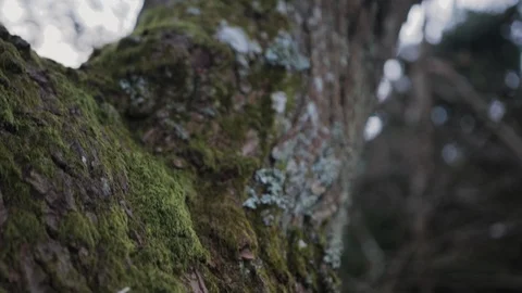 Tracking shot of a mossy dead tree with no leaves Stock Footage 101760533