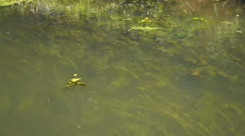 Tracking Shot movement along River Bank Stock Footage 11576025
