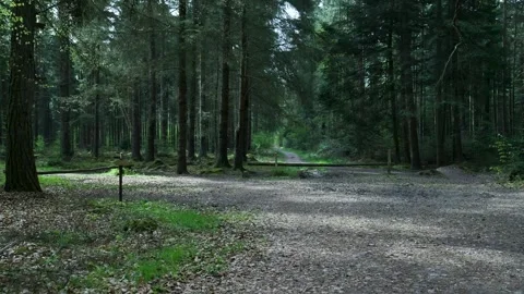 Tracking shot moving forward on a path in a green forest Vidéo 336594483
