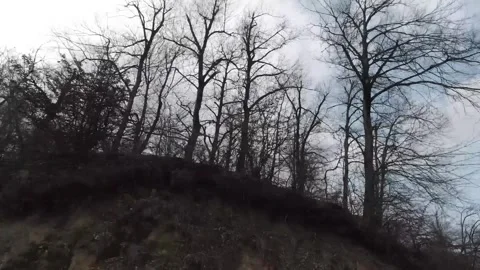 Tracking shot moving through a forest of tall, leafless trees with moody sky Stock Footage 318686810