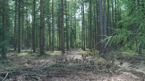 Tracking shot moving through a green coniferous forest 스톡 동영상 336594634