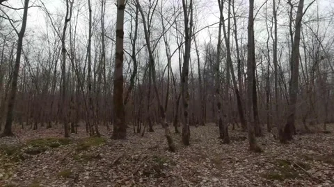 Tracking shot moving through quiet forest of bare trees fallen leaves on ground Stock Footage 318686813