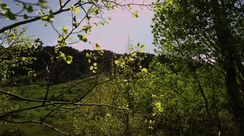 Tracking shot moving toward mountain through green trees Stock Footage 52500039
