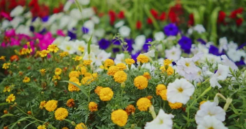 Tracking shot of a multi-colored flower bed densely planted with vibrant pu.. Stock Footage 342006960