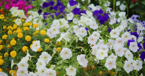 Tracking shot of a multi-colored flower bed densely planted with vibrant pu.. Stock Footage 342007393