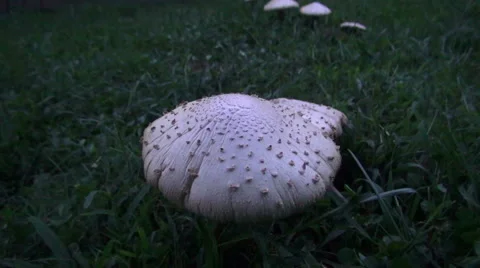 Tracking shot of Mushrooms Vídeos de archivo 41620958