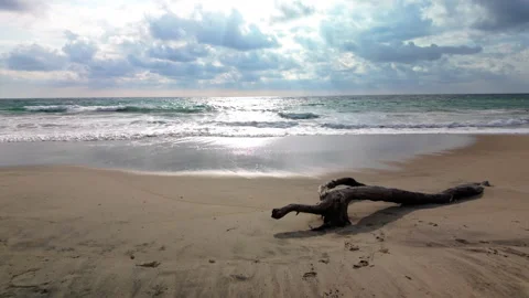 Tracking shot next to a log on a beach. Version 2 Stock Footage 265173799