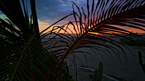 Tracking shot next to a palm tree during a beautiful sunset Stock Footage 265175576