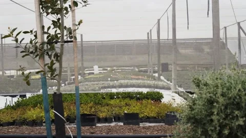 Tracking shot of nursery Stockbeeldmateriaal 168241001